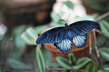 Foto eines blauen Schmetterlings