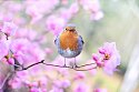 Ein Rotkehlchen Vogel