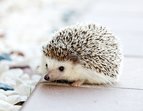 Ein kleiner Igel