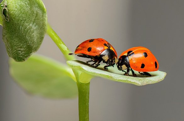 Zwei Marienkäfer