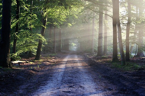 Ein kleiner Weg durch einen Wald