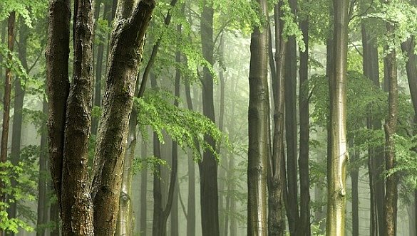 Bäume im Wald