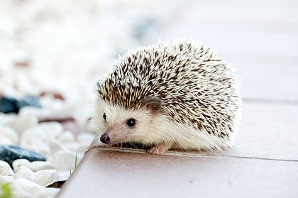 Ein kleiner Igel