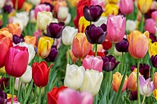 Nahaufnahme verschiedenfarbiger Tulpen